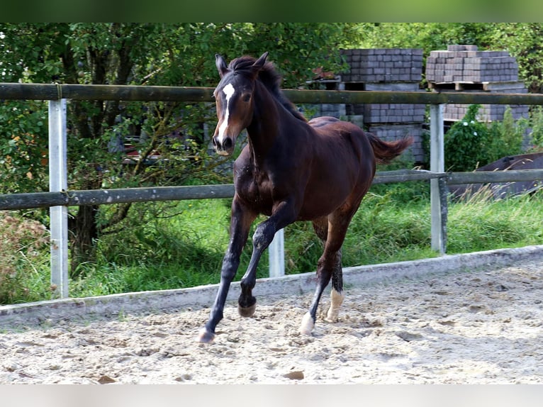 Duits rijpaard Merrie veulen (02/2024) 168 cm Donkerbruin in Mechernich