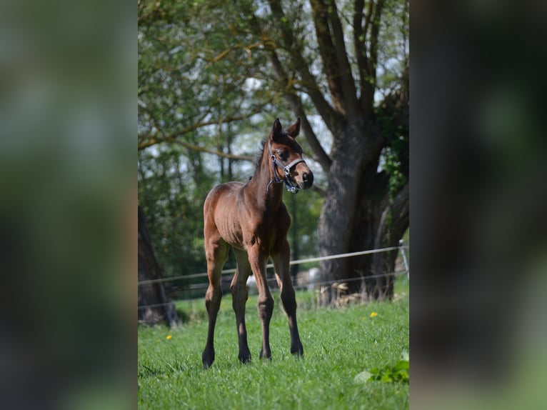 Duits rijpaard Merrie Veulen (04/2025) 170 cm Bruin in Sieversdorf-Hohenofen