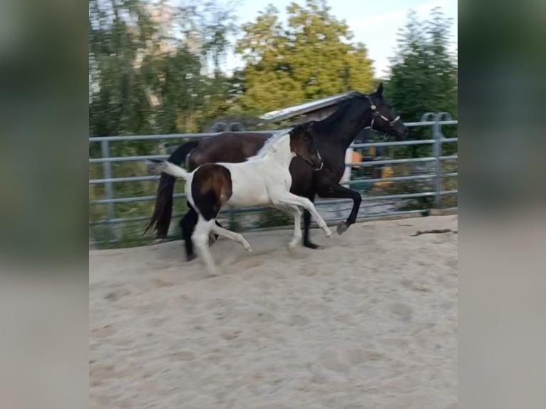 Duits rijpaard Merrie Veulen (06/2025) 170 cm in M&#xFC;geln