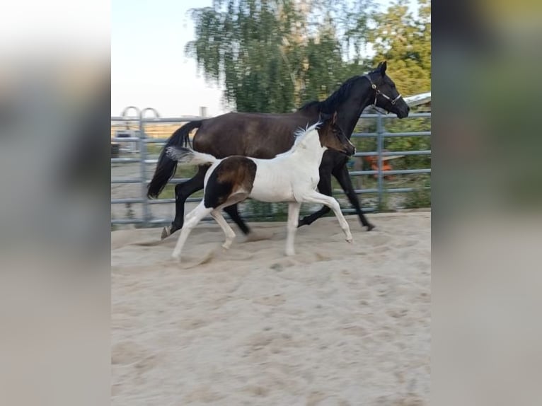 Duits rijpaard Merrie Veulen (06/2025) 170 cm in M&#xFC;geln