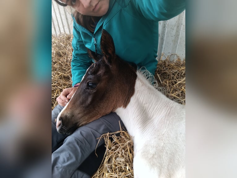 Duits rijpaard Merrie Veulen (06/2025) 170 cm Gevlekt-paard in M&#xFC;geln