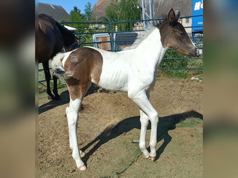 Duits rijpaard Merrie Veulen (06/2025) 170 cm Gevlekt-paard in M&#xFC;geln