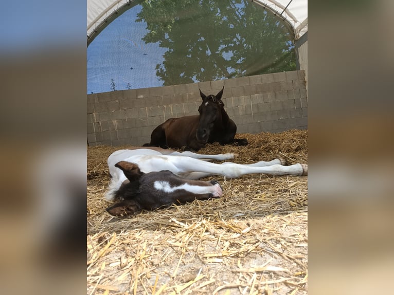 Duits rijpaard Merrie Veulen (06/2025) 170 cm Gevlekt-paard in M&#xFC;geln