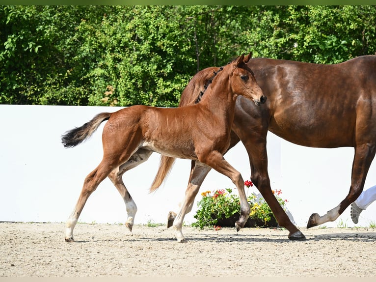 Duits rijpaard Merrie veulen (04/2024) Bruin in Gingen an der Fils