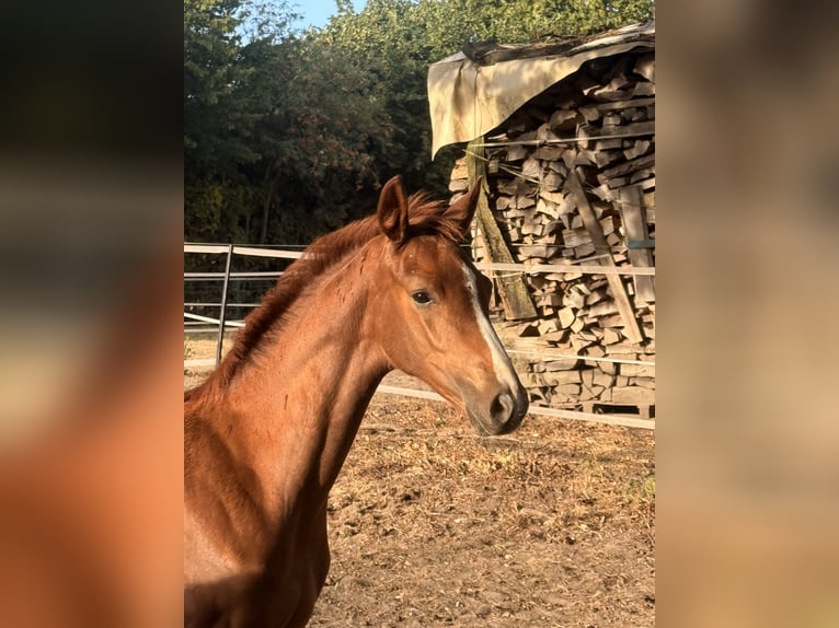 Duits rijpaard Merrie Veulen (05/2026) Donkere-vos in Recklinghausen