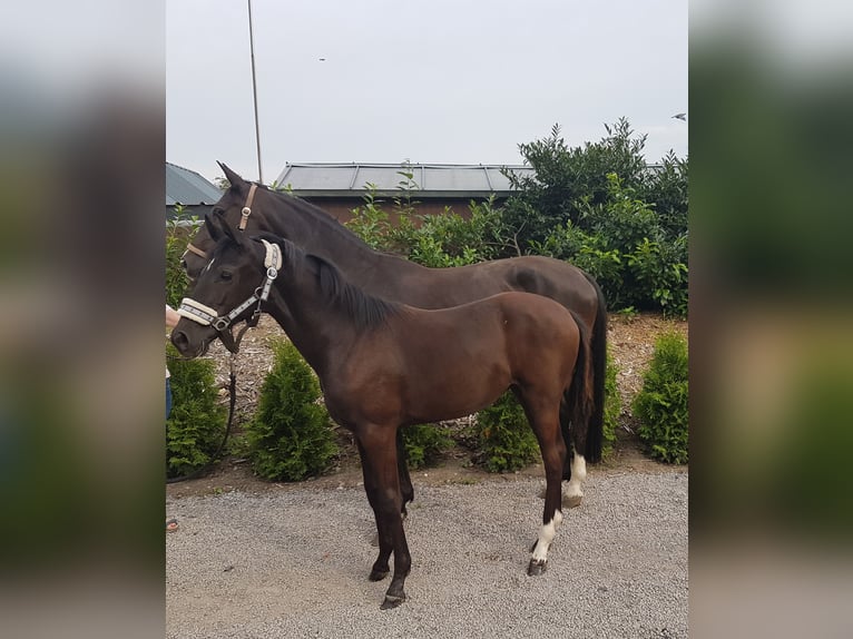 Duits rijpaard Merrie Veulen (01/2025) Zwartbruin in Waltrop
