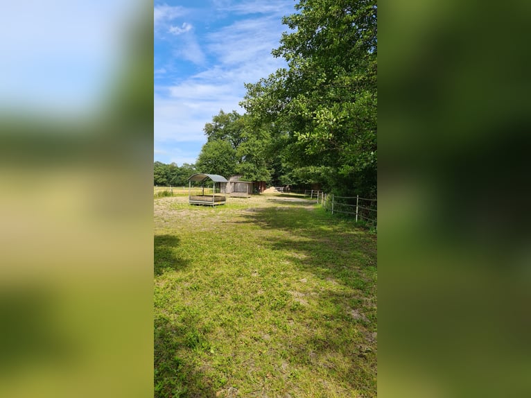 Duits rijpaard Ruin 10 Jaar 160 cm in Oyten