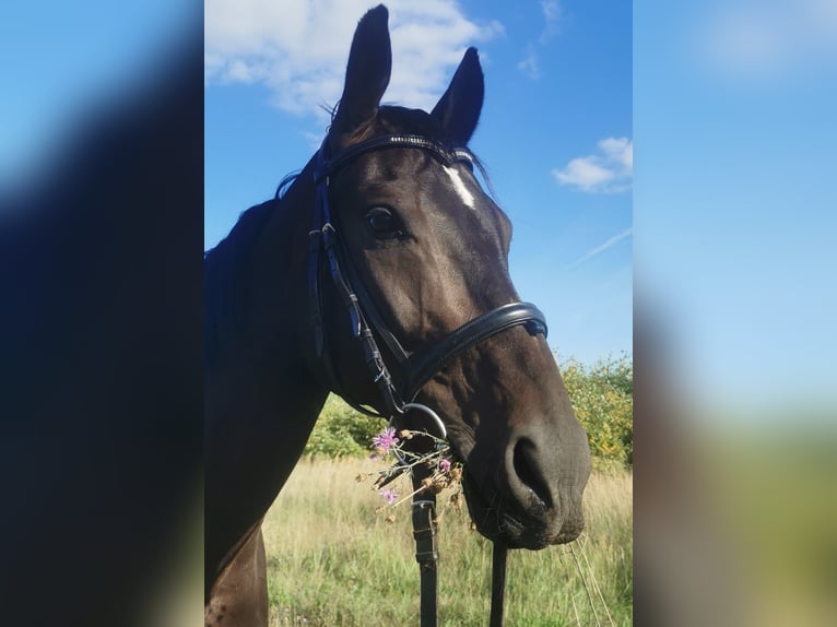 Duits rijpaard Ruin 10 Jaar 165 cm Zwartbruin in Z&#xF6;rbig