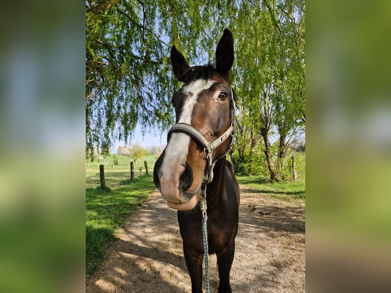 Duits rijpaard Ruin 10 Jaar 170 cm Donkerbruin in Ratingen