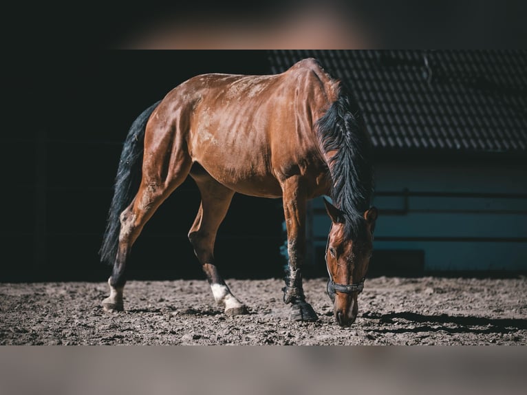 Duits rijpaard Ruin 10 Jaar 174 cm Bruin in Sprockhövel