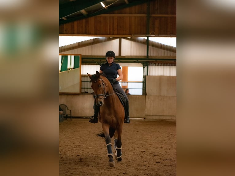 Duits rijpaard Ruin 10 Jaar 174 cm Bruin in Sprockhövel