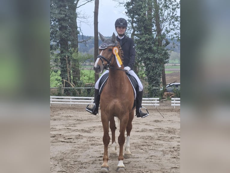 Duits rijpaard Ruin 11 Jaar 160 cm Vos in Bramsche