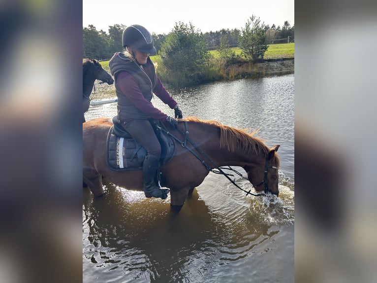 Duits rijpaard Mix Ruin 11 Jaar 160 cm Vos in Bismark