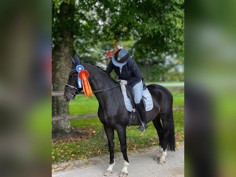Duits rijpaard Ruin 11 Jaar 163 cm Donkerbruin in Boren