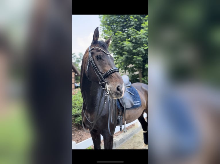 Duits rijpaard Ruin 11 Jaar 163 cm Donkerbruin in Boren