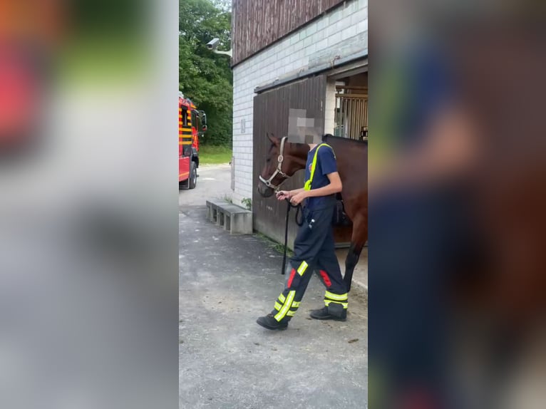 Duits rijpaard Ruin 11 Jaar 165 cm Bruin in Bad Urach