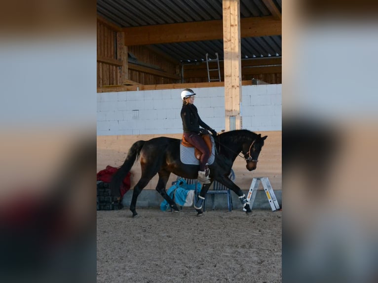Duits rijpaard Mix Ruin 11 Jaar 166 cm Donkerbruin in Schöningen