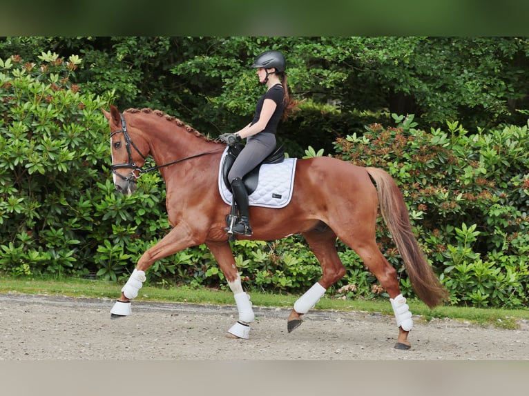 Duits rijpaard Ruin 11 Jaar 168 cm Vos in Saerbeck