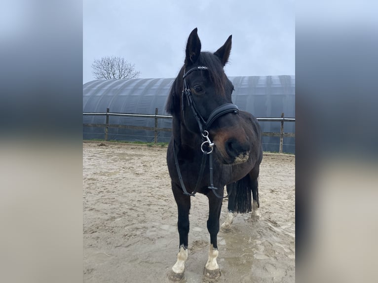 Duits rijpaard Ruin 12 Jaar 165 cm Donkerbruin in Issum