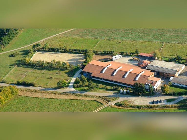 Duits rijpaard Ruin 12 Jaar 172 cm Bruin in Giengen an der Brenz