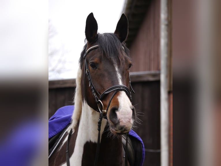 Duits rijpaard Ruin 12 Jaar 172 cm Gevlekt-paard in Osterrade