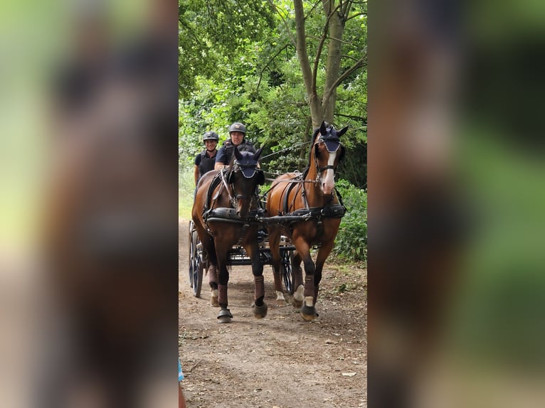 Duits rijpaard Ruin 14 Jaar 166 cm Bruin in Nettetal