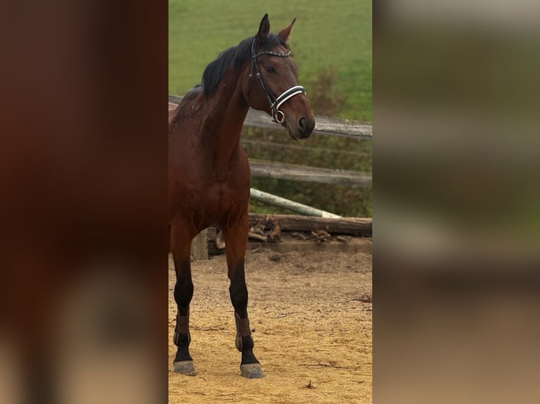 Duits rijpaard Ruin 14 Jaar 176 cm Bruin in Hartberg