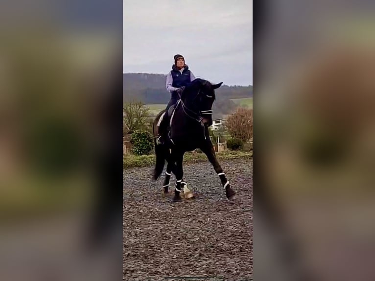 Duits rijpaard Ruin 14 Jaar 180 cm Bruin in Höxter