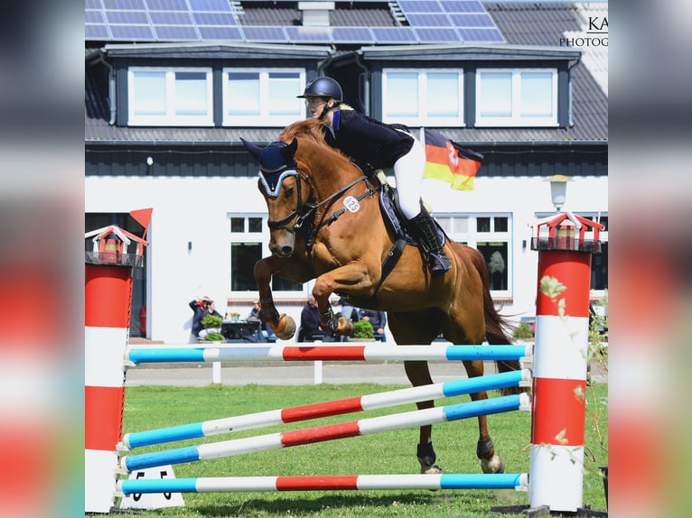 Duits rijpaard Ruin 14 Jaar 183 cm Vos in Sollerup