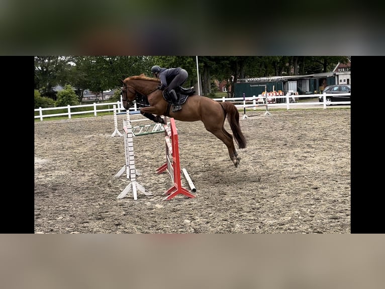 Duits rijpaard Ruin 14 Jaar 183 cm Vos in Sollerup