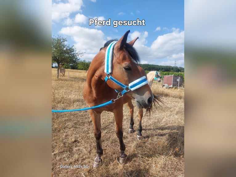 Duits rijpaard Mix Ruin 15 Jaar 140 cm  in Monzingen