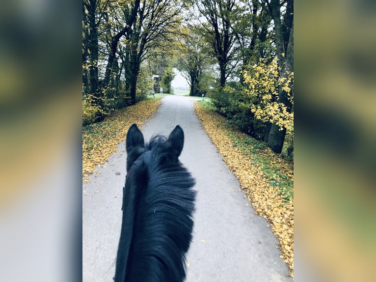 Duits rijpaard Ruin 15 Jaar 160 cm Bruin in Kleve