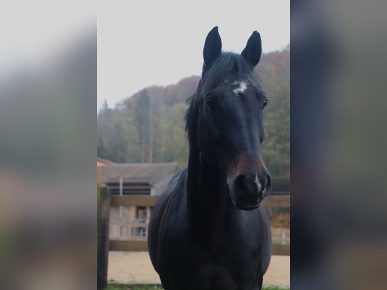 Duits rijpaard Ruin 15 Jaar 165 cm Zwart in Berg bei Neumarkt in der Oberpfalz