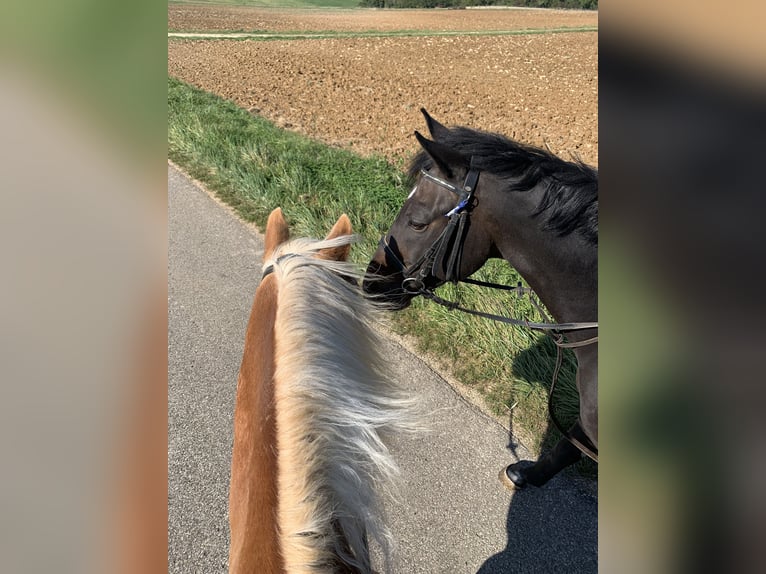 Duits rijpaard Ruin 15 Jaar 165 cm Zwart in Berg bei Neumarkt in der Oberpfalz