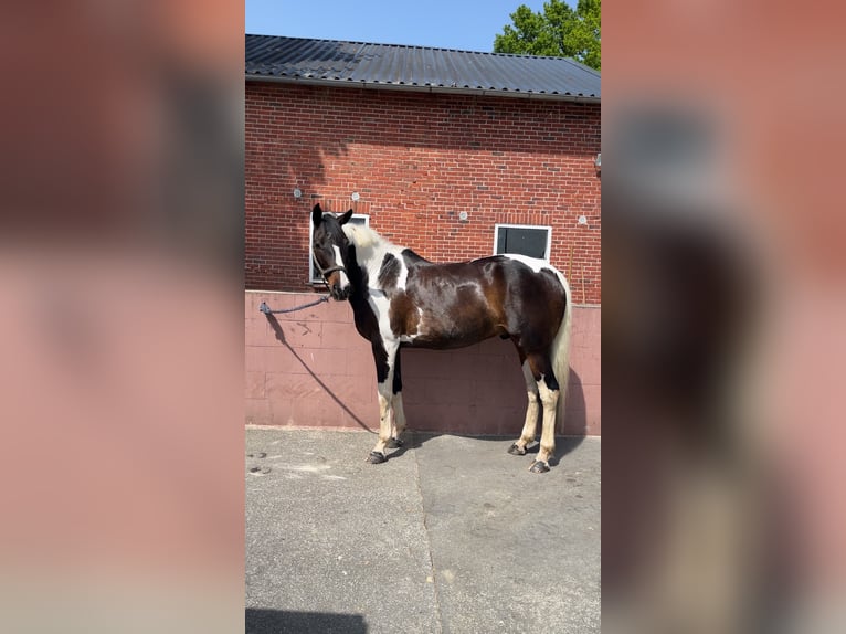 Duits rijpaard Mix Ruin 15 Jaar 174 cm Gevlekt-paard in Hamersen