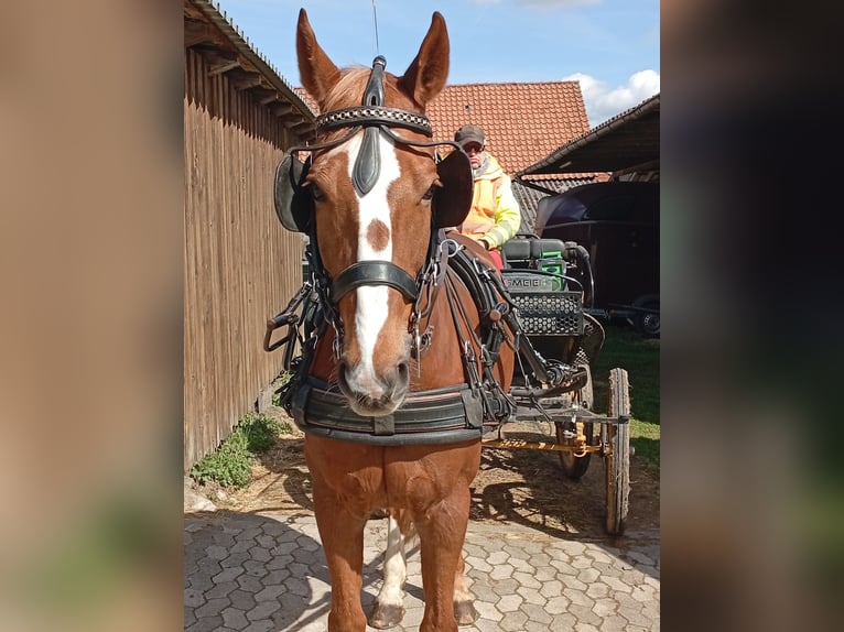 Duits rijpaard Ruin 15 Jaar 174 cm Vos in Horn-Bad Meinberg