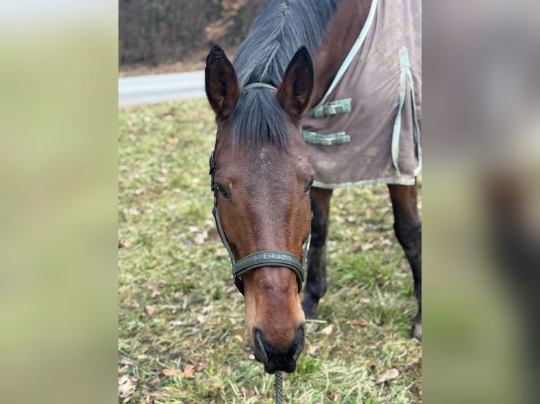 Duits rijpaard Ruin 15 Jaar 176 cm Bruin in Hartberg