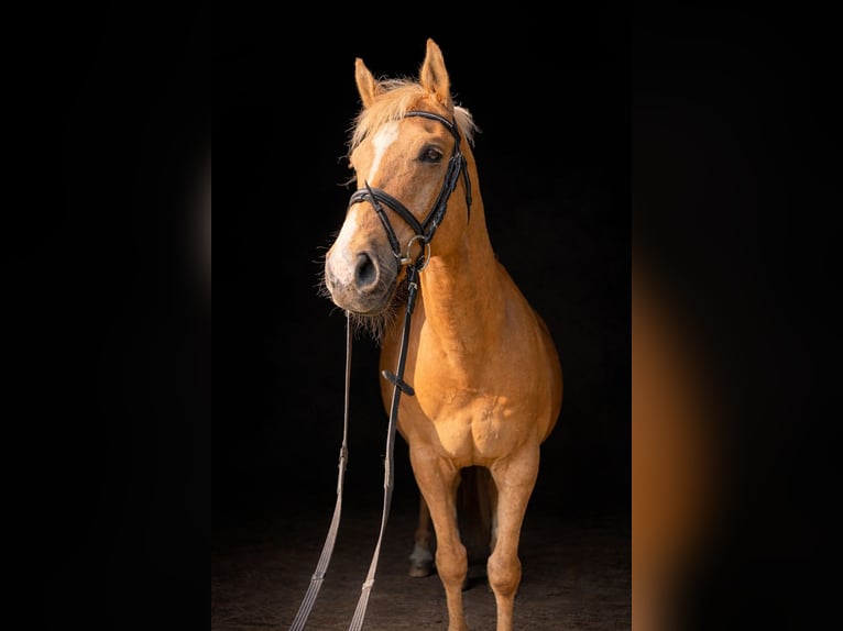 Duits rijpaard Ruin 16 Jaar 164 cm Palomino in Minden