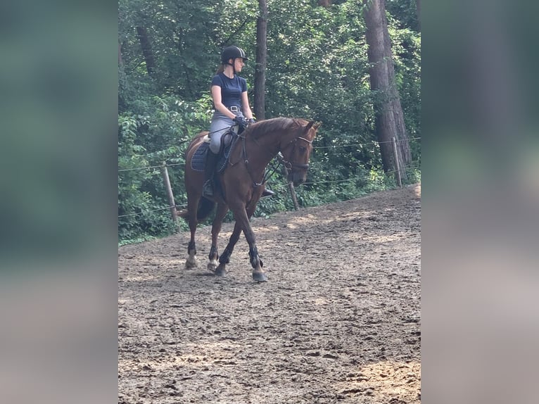Duits rijpaard Mix Ruin 17 Jaar 153 cm Donkere-vos in Zeven