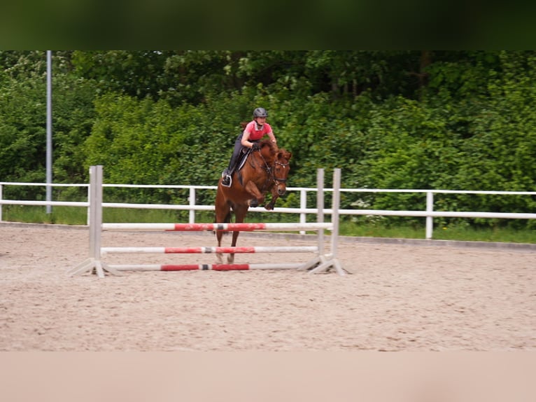 Duits rijpaard Mix Ruin 17 Jaar 153 cm Donkere-vos in Zeven