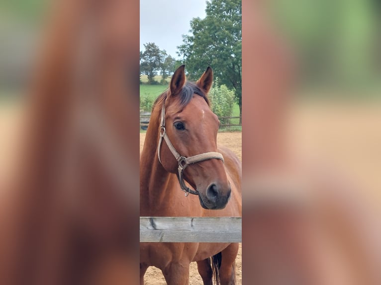 Duits rijpaard Ruin 19 Jaar 165 cm Bruin in Kall