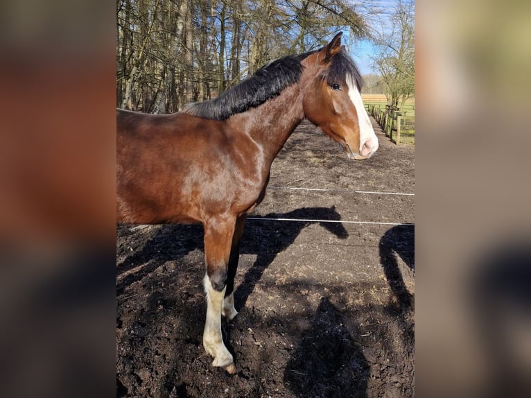 Duits rijpaard Ruin 2 Jaar 164 cm Bruin in Warendorf
