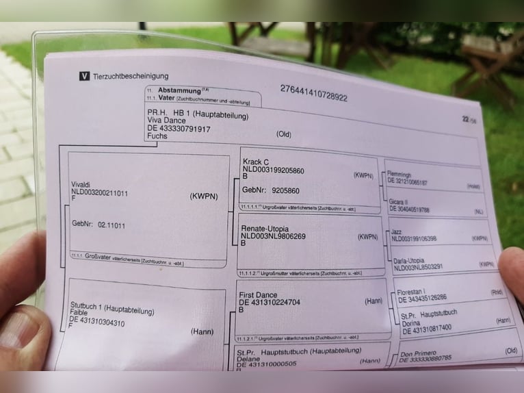 Duits rijpaard Ruin 2 Jaar 167 cm Vos in Münster