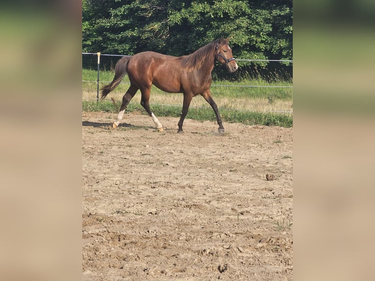 Duits rijpaard Ruin 3 Jaar 151 cm Bruin in Sagard