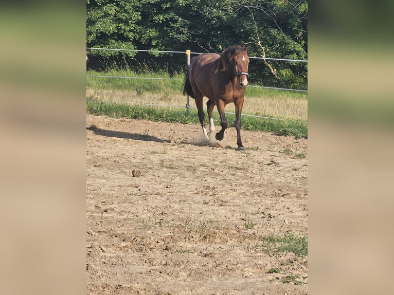 Duits rijpaard Ruin 3 Jaar 151 cm Bruin in Sagard