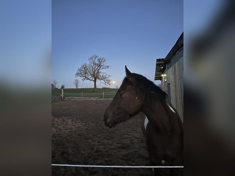 Duits rijpaard Ruin 3 Jaar 160 cm Buckskin in MarienmünsterMarienmünster