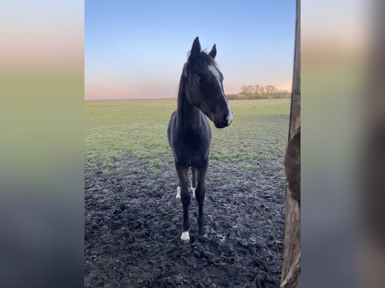 Duits rijpaard Ruin 3 Jaar 164 cm Donkerbruin in Bösleben