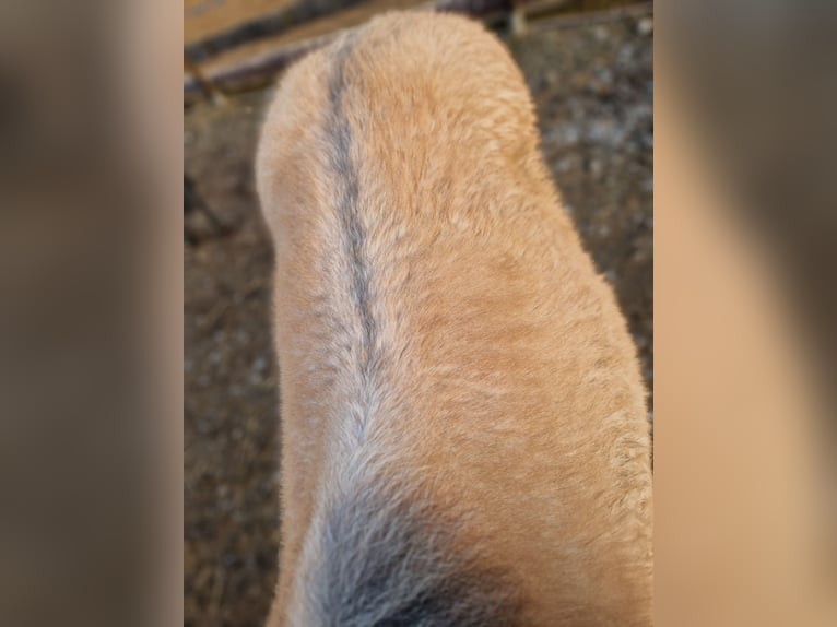 Duits rijpaard Ruin 3 Jaar 165 cm Buckskin in Hohenems