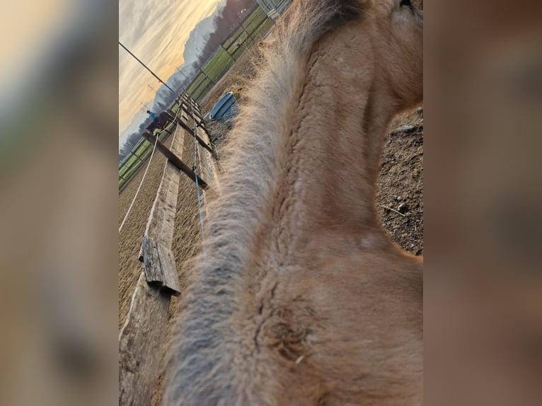 Duits rijpaard Ruin 3 Jaar 165 cm Buckskin in Hohenems