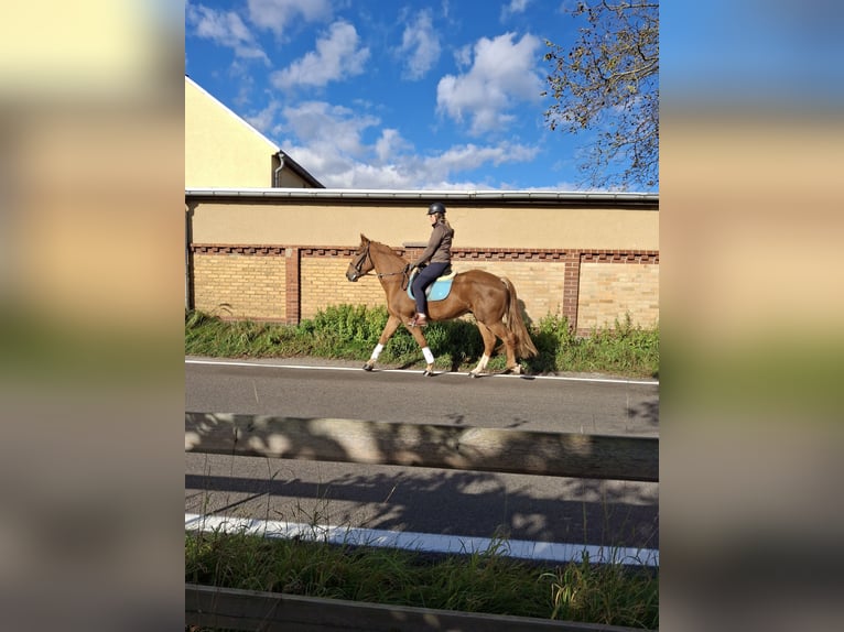 Duits rijpaard Ruin 3 Jaar 165 cm Donkere-vos in Kamenz